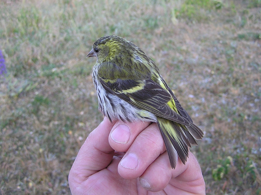 Eurasian Siskin, Sundre 20080607